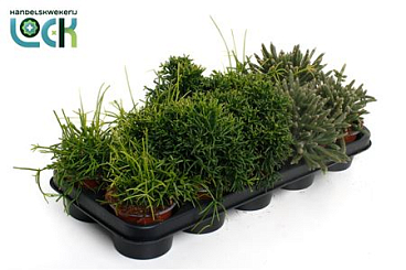 Rhipsalis Mix