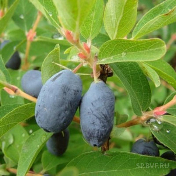 Жимолость Нимфа в тубе