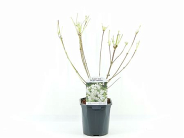 Weigela Bristol Snowflake