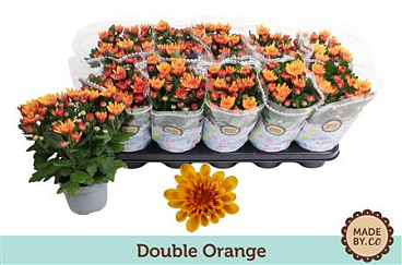 Chrys Double Orange 3pp