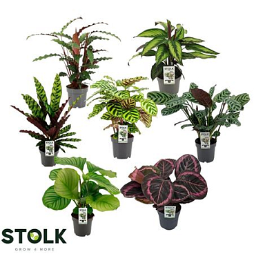 Calathea 6/8 Srt Mix