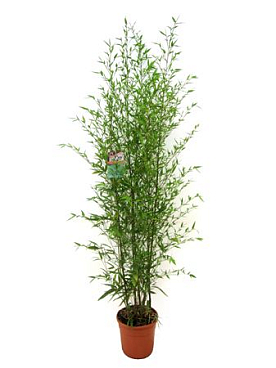Bambusa Bissetii