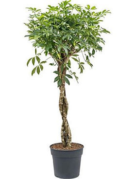 Schefflera Gold Capella Twsted Stem
