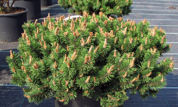 Сосна горная Хампи