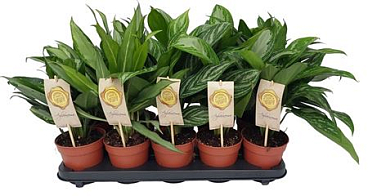 Aglaonema Mix Green
