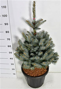 Picea Pung Fat Albert