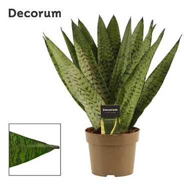 Sansevieria Zeylanica (dec)