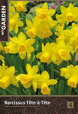 Нарцисс ботанический Тет-А-Тет