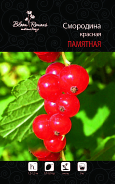 Смородина красная Памятная