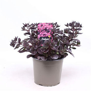 Sedum Suns Plum Dazzled