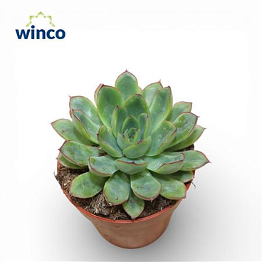 Echeveria Rondo
