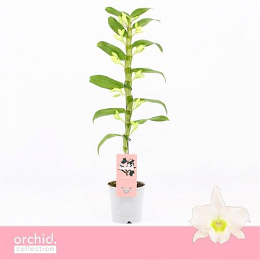 Dendr Nob 1st Apollon O4rchid Collection