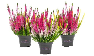 Каллуна обыкновенная Саманта/ Мия/ Агнета