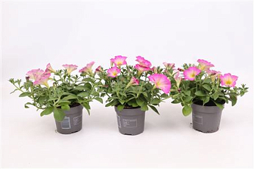 Petunia Pink Morn