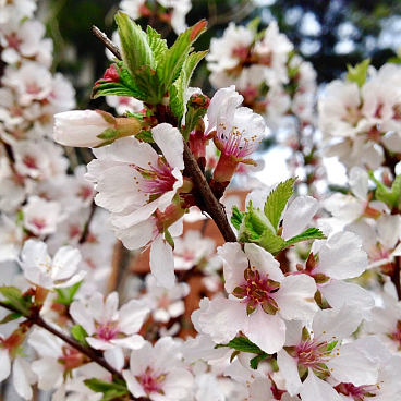 Вишня войлочная в тубе