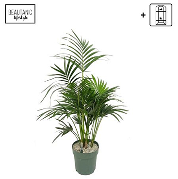 Howea Forsteriana (kentia)