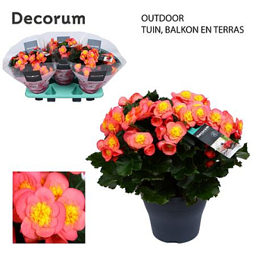 Begonia Belove Peach Outdoor (decorum)