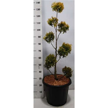 Thuja Occ Yellow Ribbon.