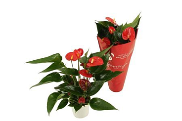 Anth An Arisa Red 3+