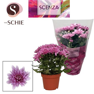 Chrys Grandezza Pink (scenza)