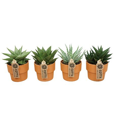 Aloe Haworthia Mix In Terracotta