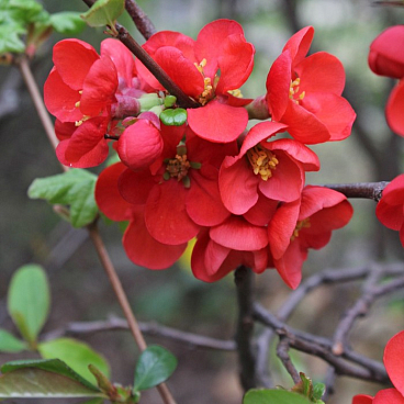 Хеномелес (Айва) превосходная Кримсон Энд Голд (в тубе)