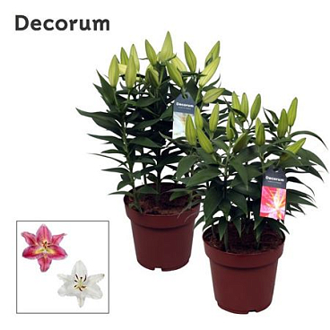 Lilium Or Compact Mix 5pp (decorum)