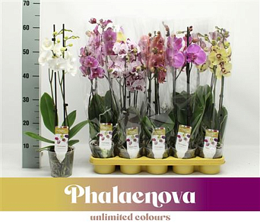 Phal 1st Exclusive Mix 9+ (phalaenova)