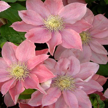 Клематис гибридный Литтл Мермэд