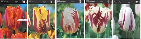 Тюльпан рембрандт (шоубокс)