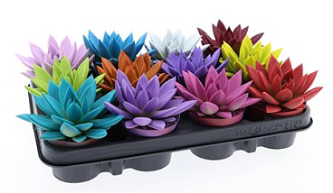 Echeveria Rainbow Mix