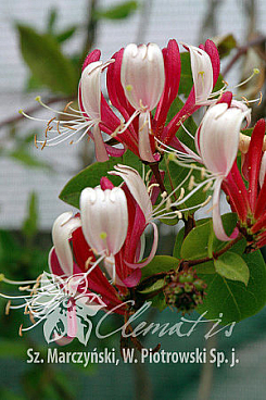 Жимолость вьющаяся Серотина