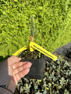 Ель глена Читосимару