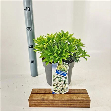 Pieris Jap Purity