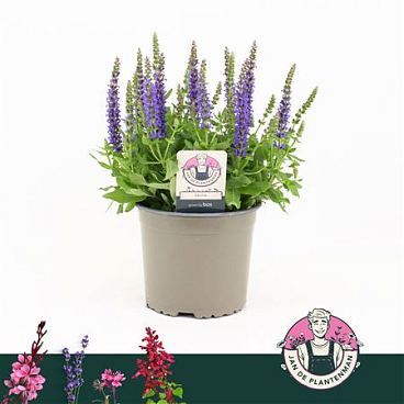Salvia Nem Deep Blue Sensation