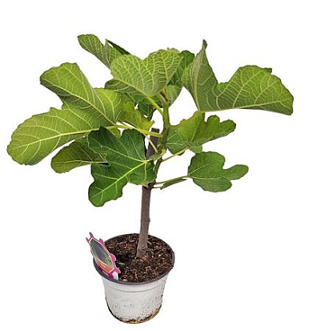 Ficus Carica Bush