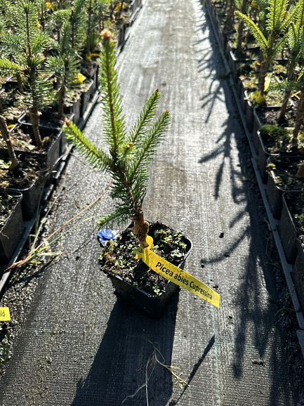 Ель обыкновенная Купрессина