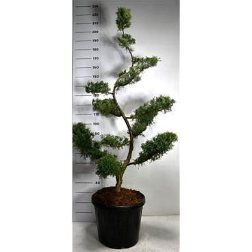 Juniperus Pfitz Glauca