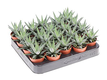 Haworthia Fasciata Concollor