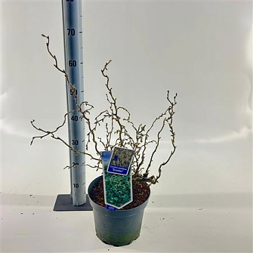 Corylus Avellana Scooter