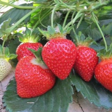 Земляника Теа