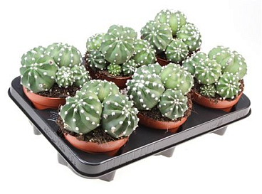 Echinopsis Denudatum