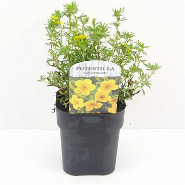 Potentilla Frut Goldfinger