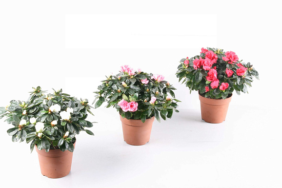 Азалия индика Микс