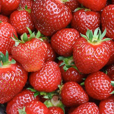 Земляника Шарлотта