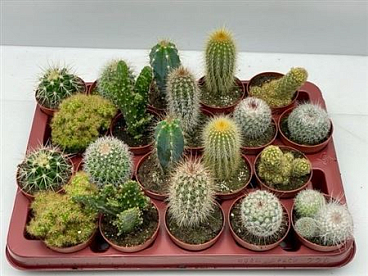 Cactus Mix Art