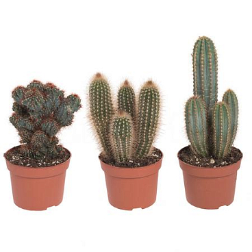 Кактус Микс