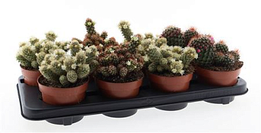 Mammilaria Bloei Mix