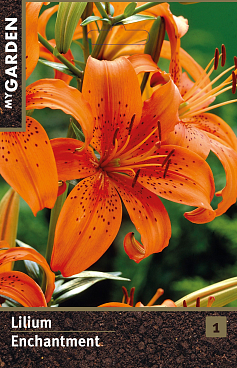 Лилия азиатская Инчантмент