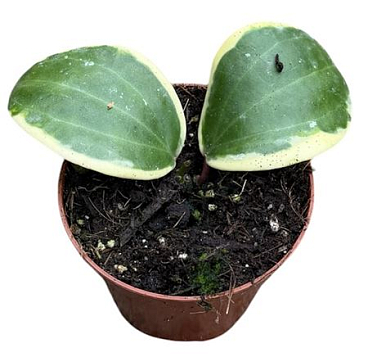 Hoya Latifolia Albomarginata Round Leaf